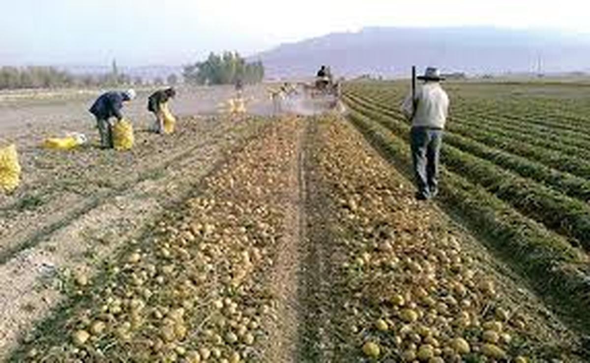 ردپای فساد در کشاورزی ردپای فساد در کشاورزی