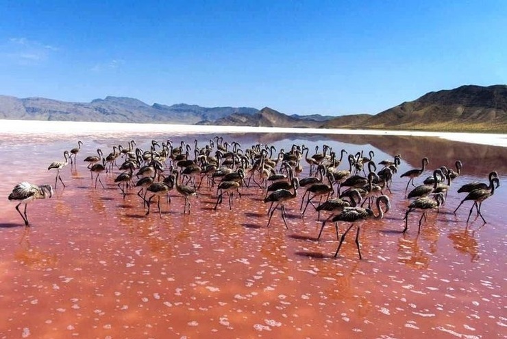فاجعه مرگبار در تالاب بختگان؛ احتمال مرگ دردناک ۱۲ هزار جوجه فلامینگو بر اثر تشنگی!