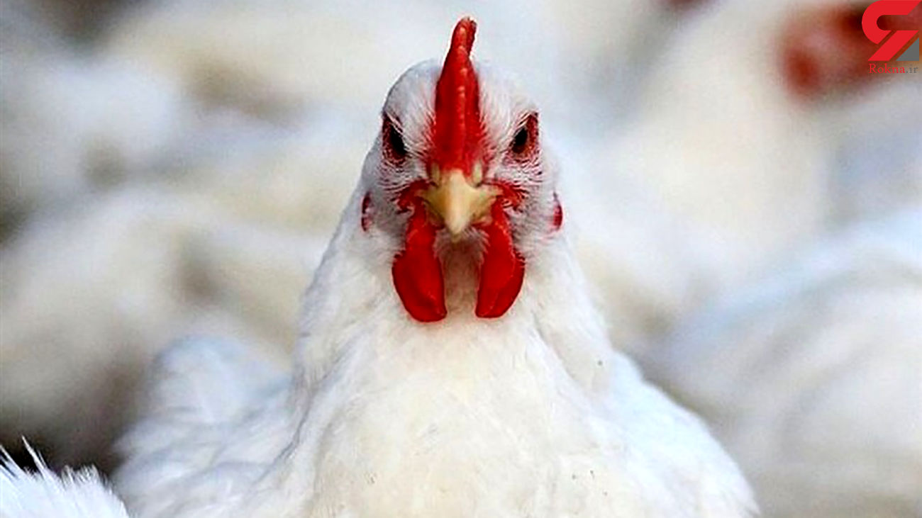 استخوان مرغ کمیاب شد + قیمت ها