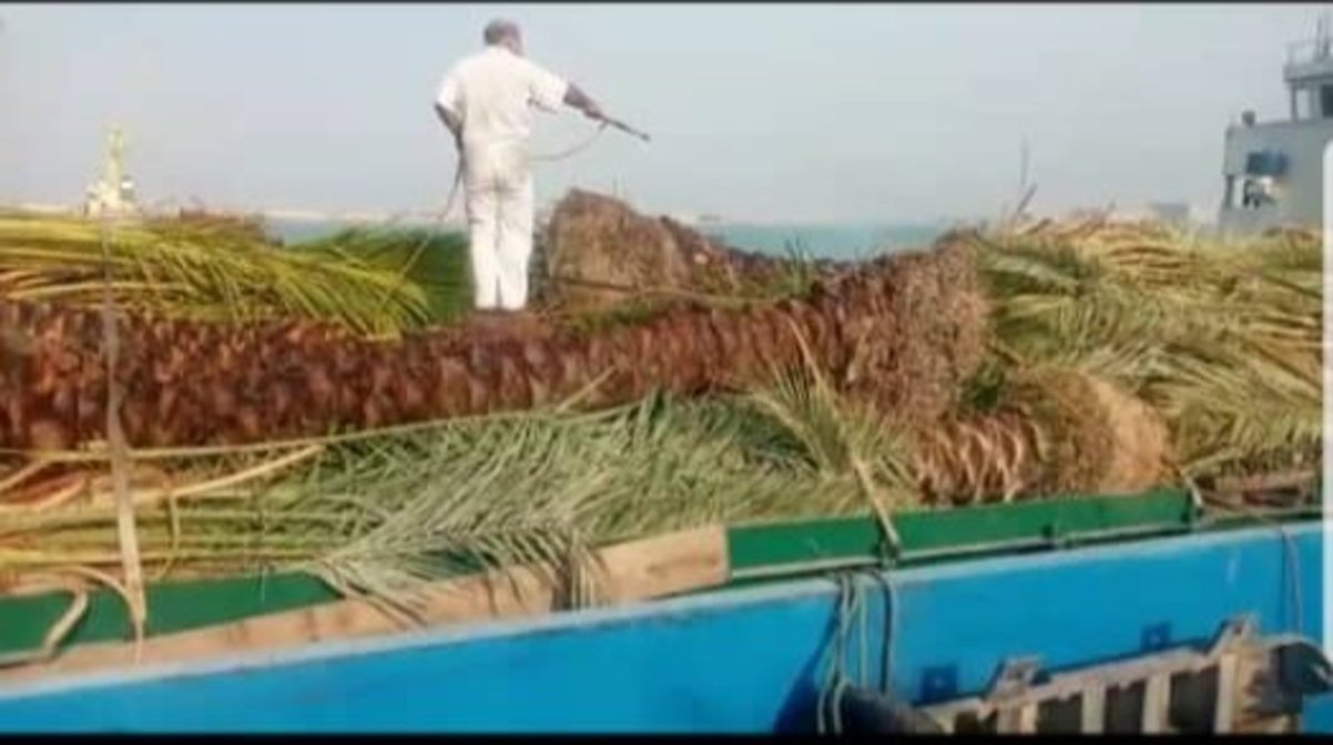 ماجرای درآوردن نخلها و صادرات نخل در بوشهر چیست؟ ماجرای درآوردن نخلها و صادرات نخل در بوشهر چیست؟