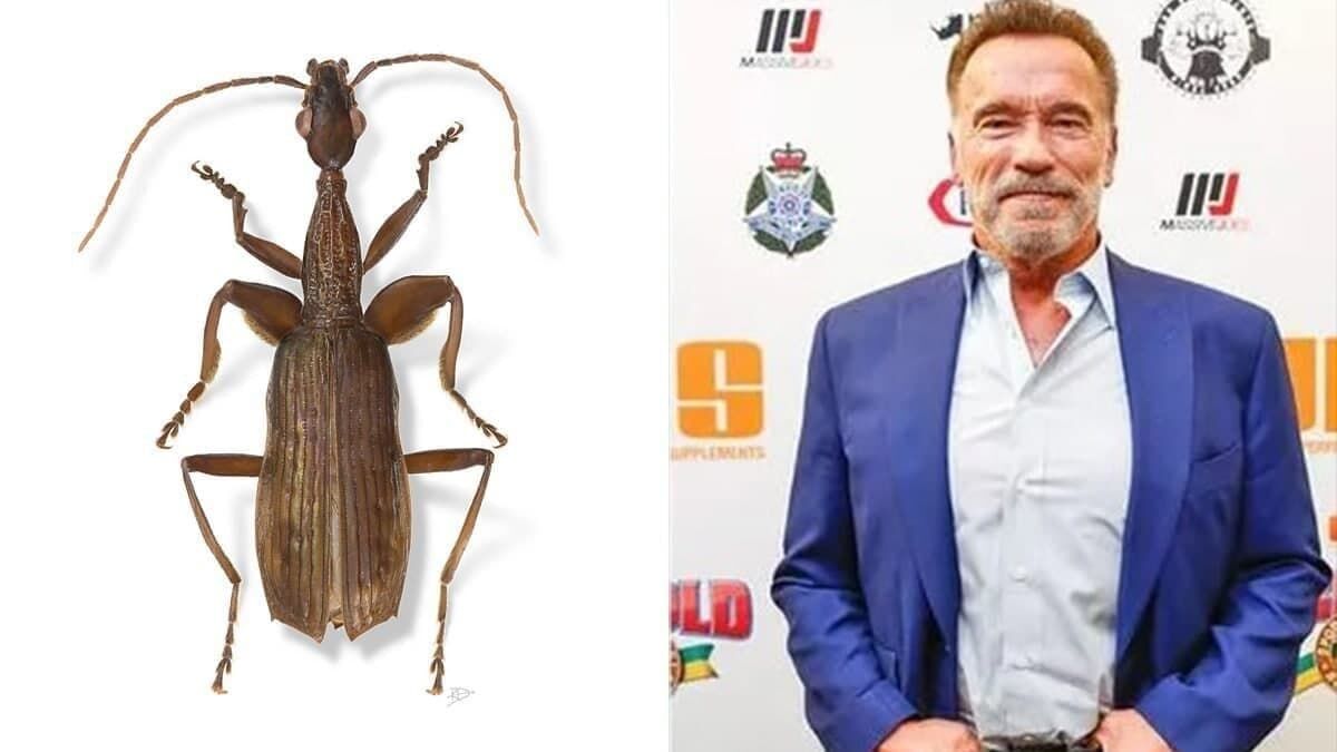 آرنولد به درد علی دایی دچار شد آرنولد به درد علی دایی دچار شد