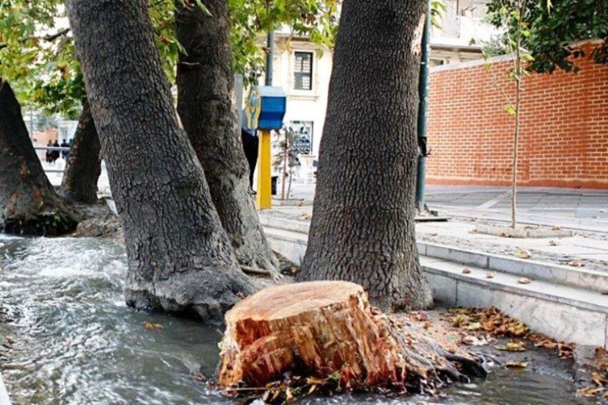 قطع ۲۰۰ درخت توسط مرکز زلزلهنگاری دانشگاه تهران قطع ۲۰۰ درخت توسط مرکز زلزلهنگاری دانشگاه تهران