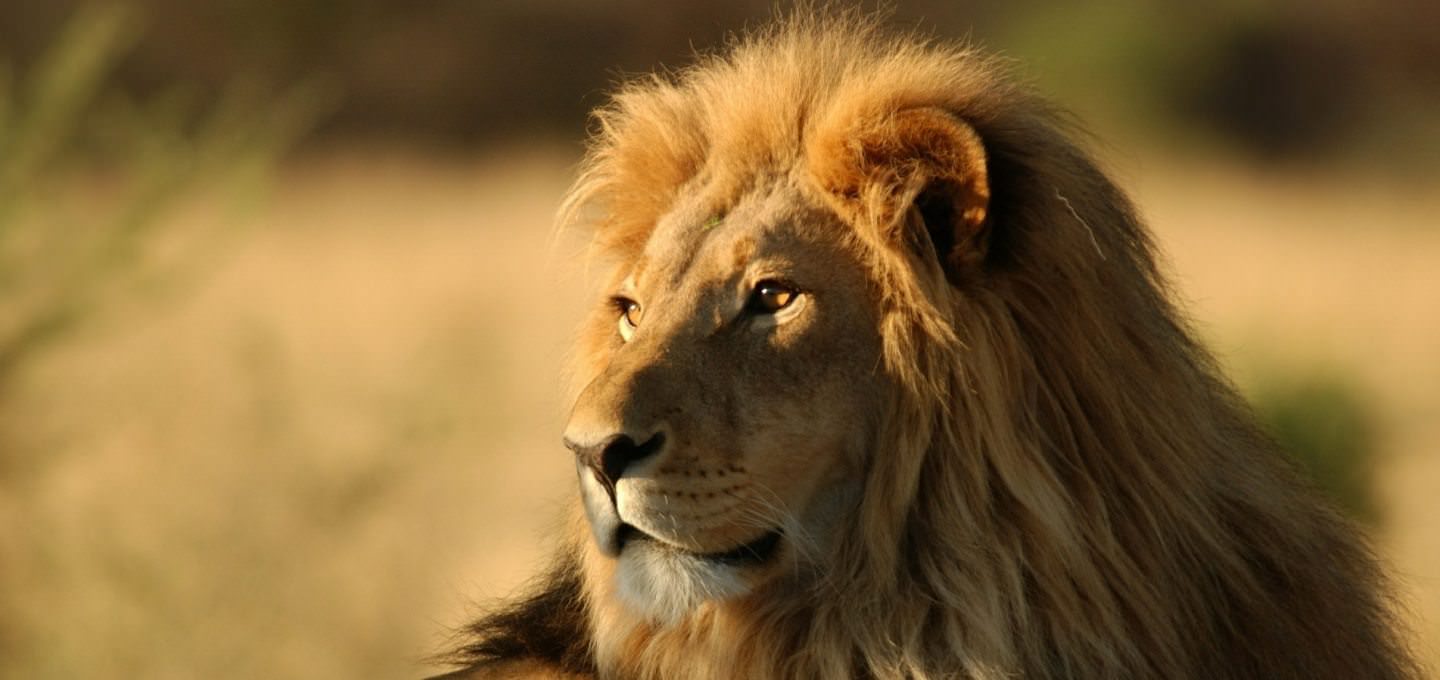 کشف شیر آفریقایی در استان اصفهان کشف شیر آفریقایی در استان اصفهان