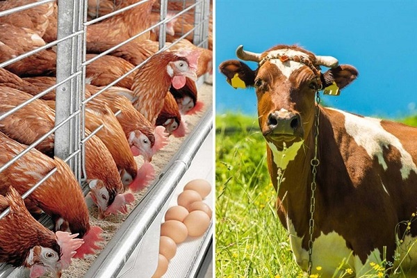 تاثیر حذف ارز ۴۲۰۰تومانی بر استفاده از نهاده‌های دامی داخلی