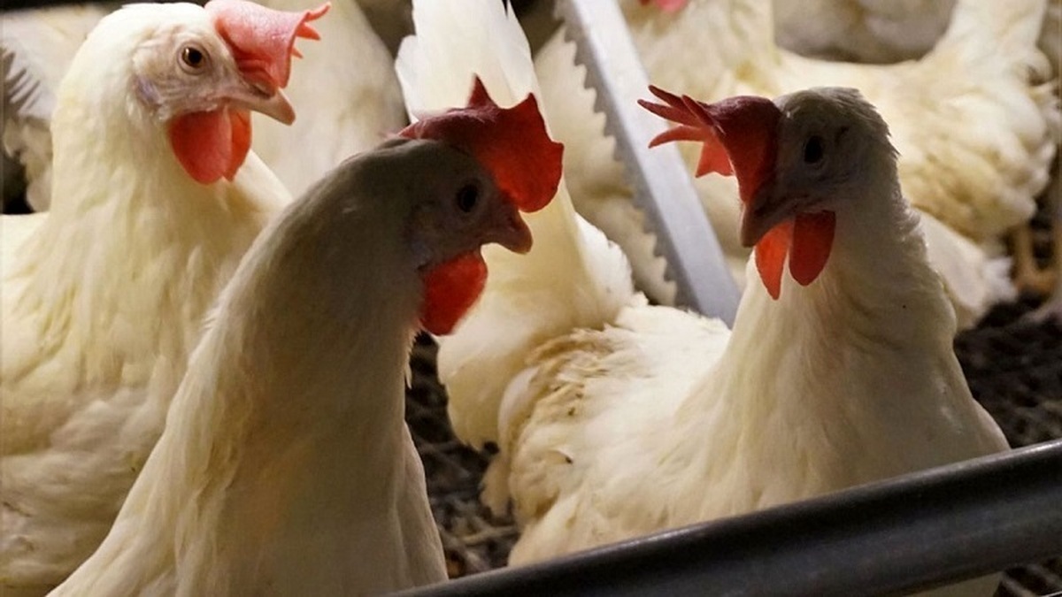 قیمت مرغ چراغ اول را روشن کرد