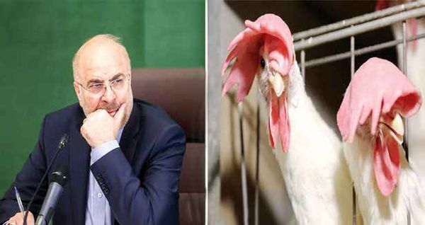 قالیباف اعتراضی به قیمت مرغ ندارد؟ قالیباف اعتراضی به قیمت مرغ ندارد؟