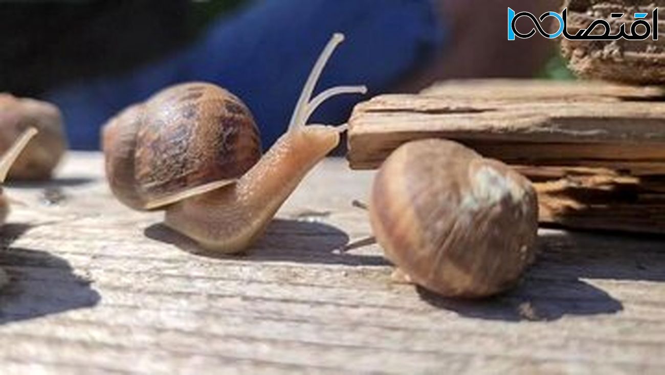 خرید و فروش عجیب در فضای مجازی / قیمت فضایی برای ۵ تا جوجه حلزون خرید و فروش عجیب در فضای مجازی / قیمت فضایی برای ۵ تا جوجه حلزون