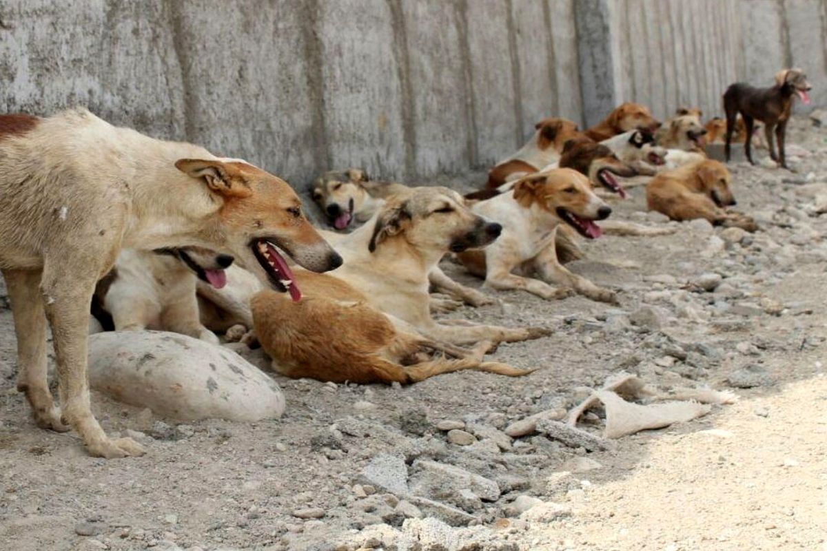 چه کسانی مهسای ۷ ساله را کشتند؟ چه کسانی مهسای ۷ ساله را کشتند؟