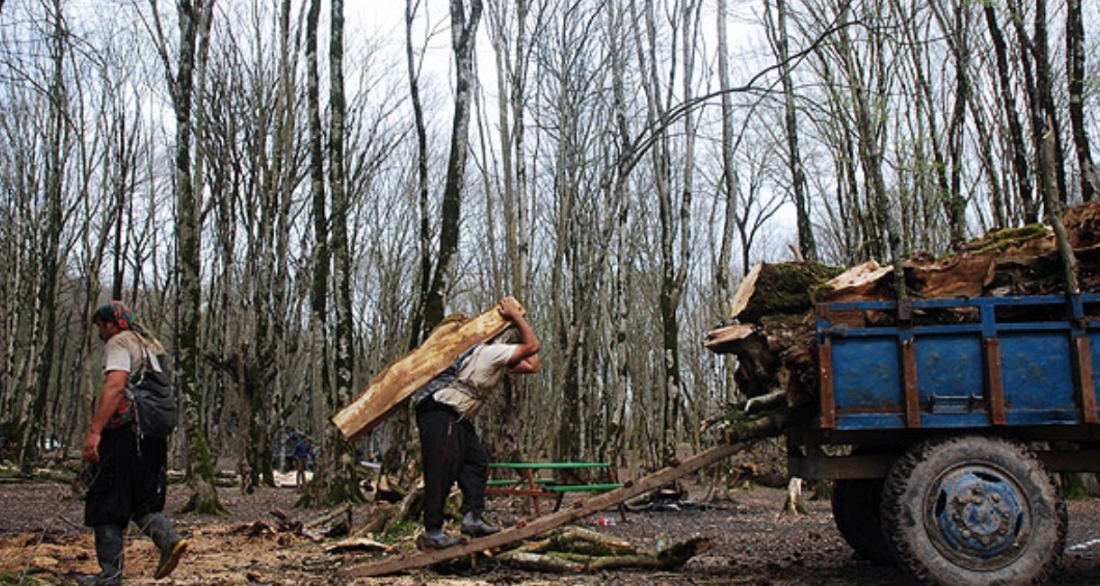 تاراج جنگل‌ها ، با مصوبه جنجال برانگیز مجلس