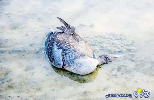 آنفلوانزای پرندگان؛ پاندمی جدید دنیا؟ آنفلوانزای پرندگان؛ پاندمی جدید دنیا؟