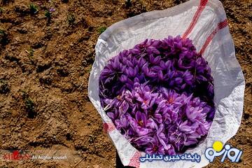 قیمت جدید زعفران اعلام شد/ هر کیلو زعفران چند؟ + جزییات قیمت جدید زعفران اعلام شد/ هر کیلو زعفران چند؟ + جزییات