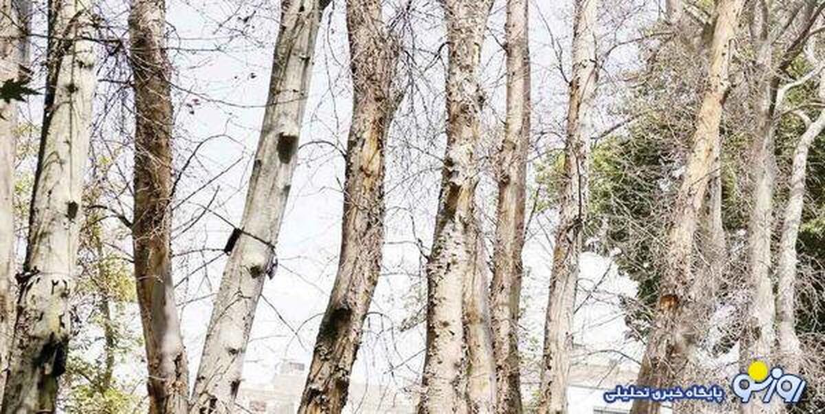 کار از کار ۱۰ هزار درخت خشکیده بوستانها گذشته است