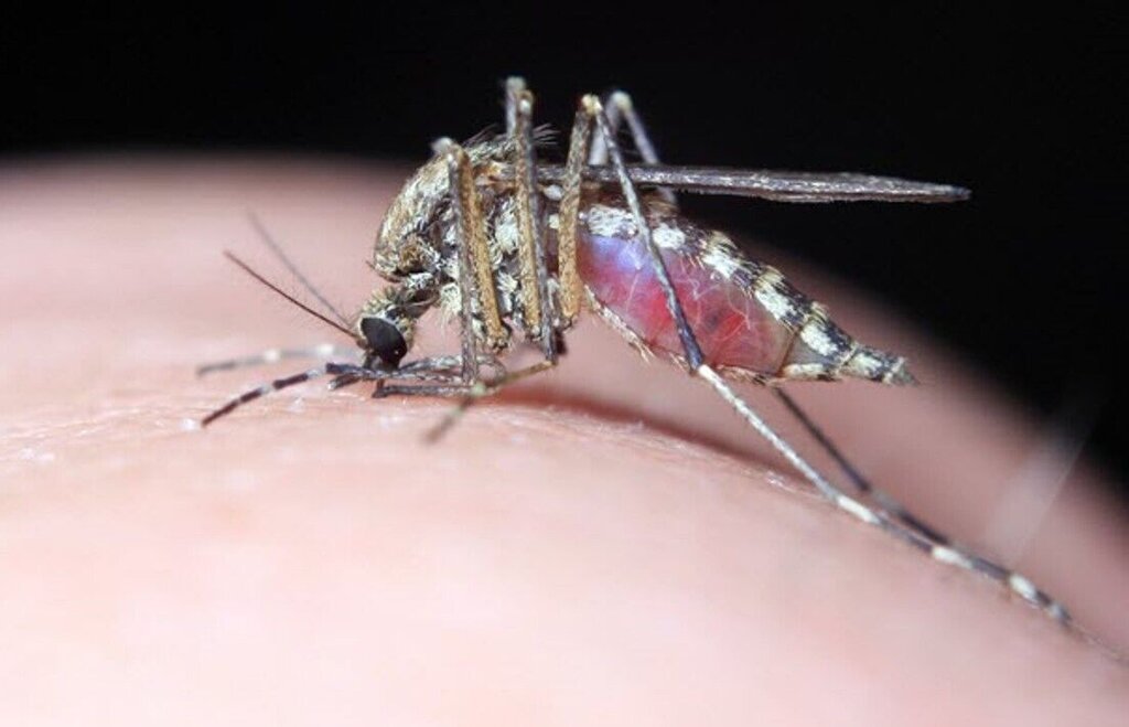 تب دنگی، خاطرات تلخ کرونا را تکرار میکند؟