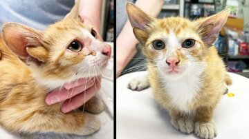 گربهای با چهار گوش ستاره فضای مجازی شد