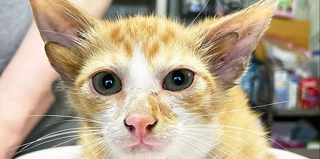 گربهای با چهار گوش ستاره فضای مجازی شد