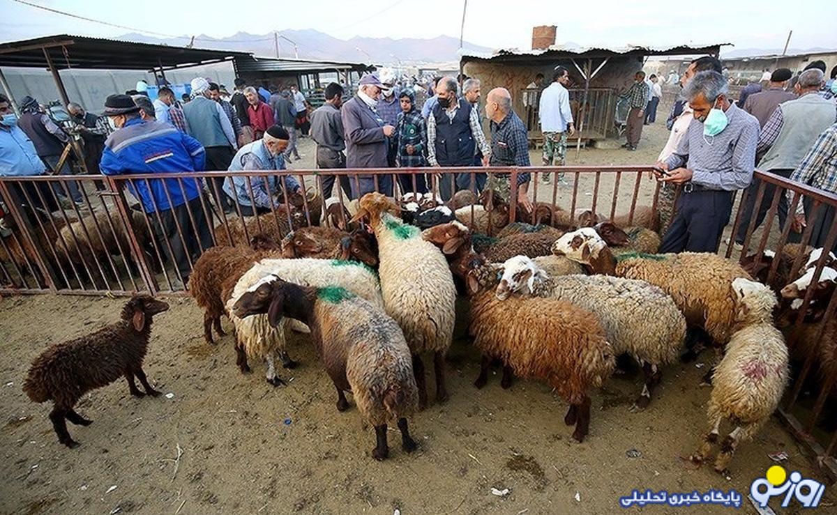 قیمت دام زنده امروز ۲۶ آذر۱۴۰۳ + جدول قیمت دام زنده امروز ۲۶ آذر۱۴۰۳ + جدول