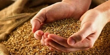 خبر مهم درباره زمان تعیین قیمت جدید گندم/ نرخ واقعی گندم چه عددی است؟ خبر مهم درباره زمان تعیین قیمت جدید گندم/ نرخ واقعی گندم چه عددی است؟
