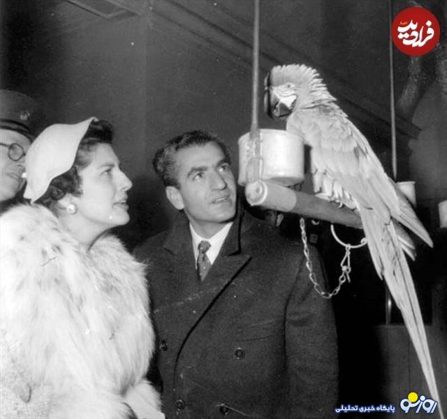 شاه طوطی باز! شاه طوطی باز!