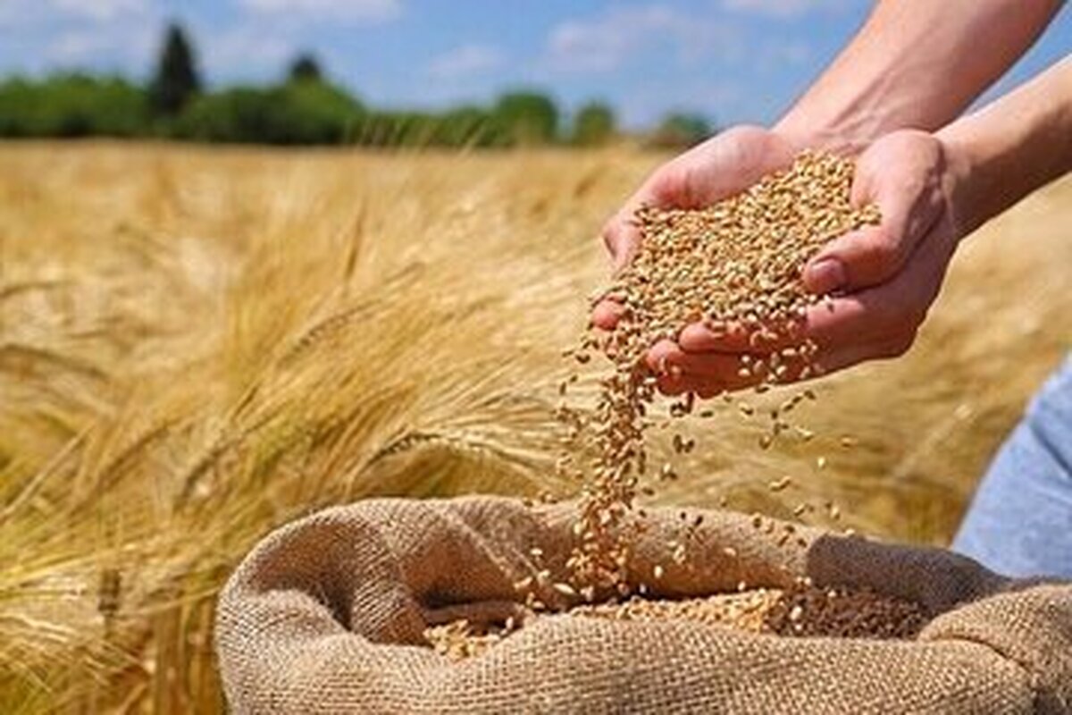 یک خبر مهم درباره پرداخت مطالبات گندمکاران+ اعلام جزییات یک خبر مهم درباره پرداخت مطالبات گندمکاران+ اعلام جزییات
