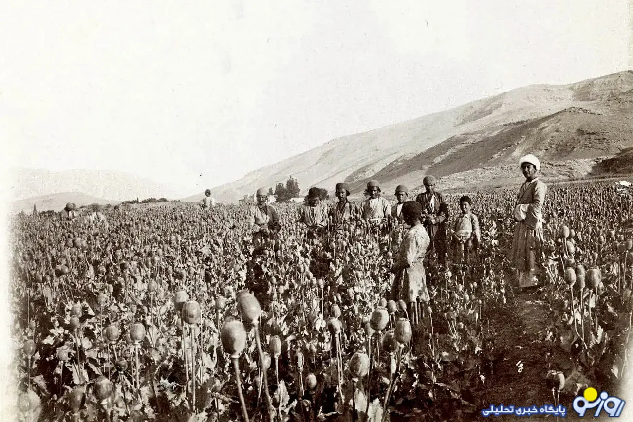 کشت خشخاش در ایران یکی از نتایج کاغذ پاره خواندن تحریم ها! کشت خشخاش در ایران یکی از نتایج کاغذ پاره خواندن تحریم ها!