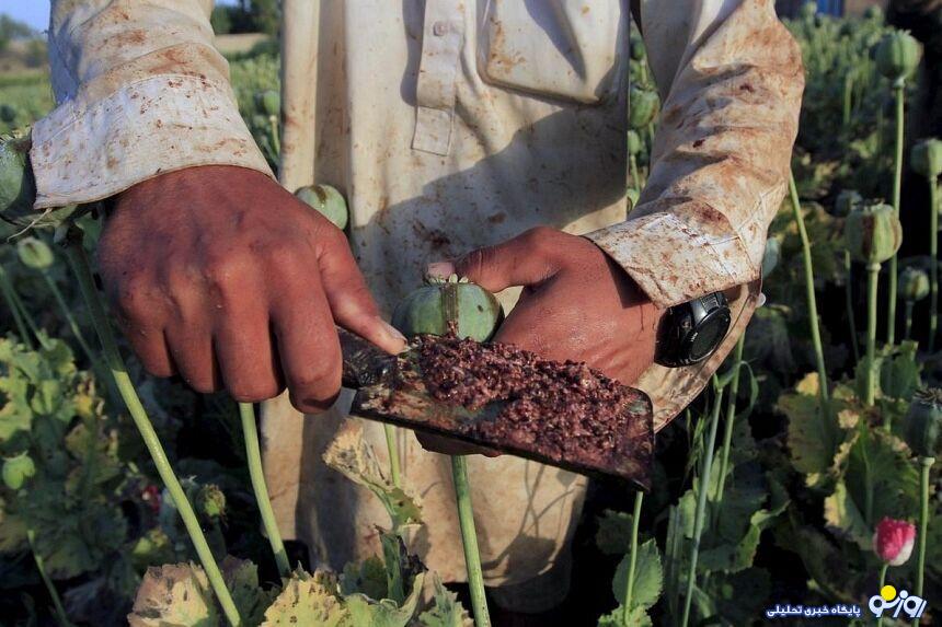 آنچه از فواید تریاک نمی دانستید! آنچه از فواید تریاک نمی دانستید!