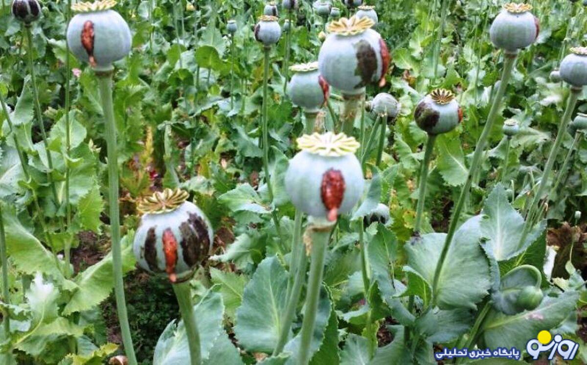 نماینده مجلسی که از کشت خشخاش در ایران استقبال کرد! نماینده مجلسی که از کشت خشخاش در ایران استقبال کرد!