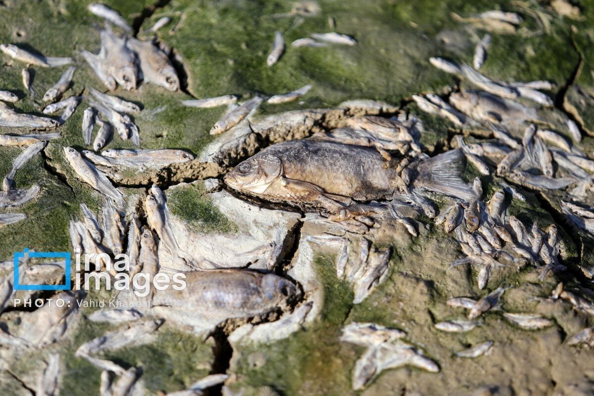 مرگ دست جمعی ماهی‌ها در سد عبدل آباد بجنورد