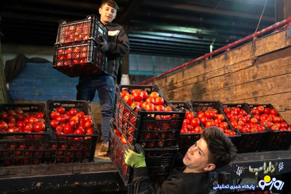 باران نبارید گوجه فرنگی چه قیمیت شد؟