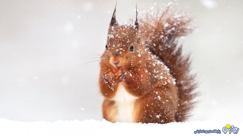 تهران کی برفی میشود؟ تهران کی برفی میشود؟