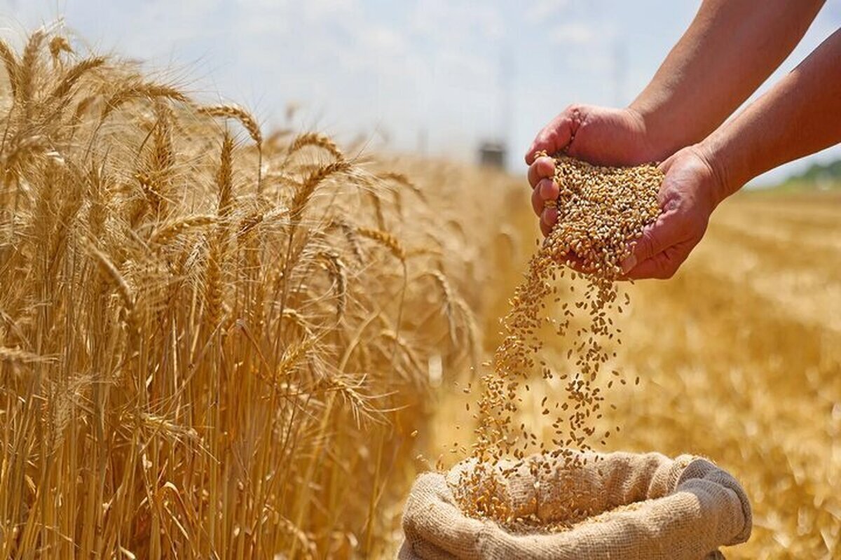 هشدار مجلس به دولت / پرداخت مطالبات گندمکاران به کجا رسید؟