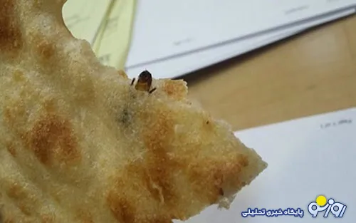 نان سنگک با طعم سوسک! +عکس